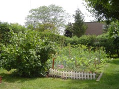 Vegetable garden 